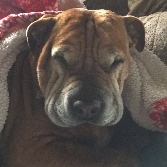 Meet your Posher, Elizabeth - Picture 3 of 13